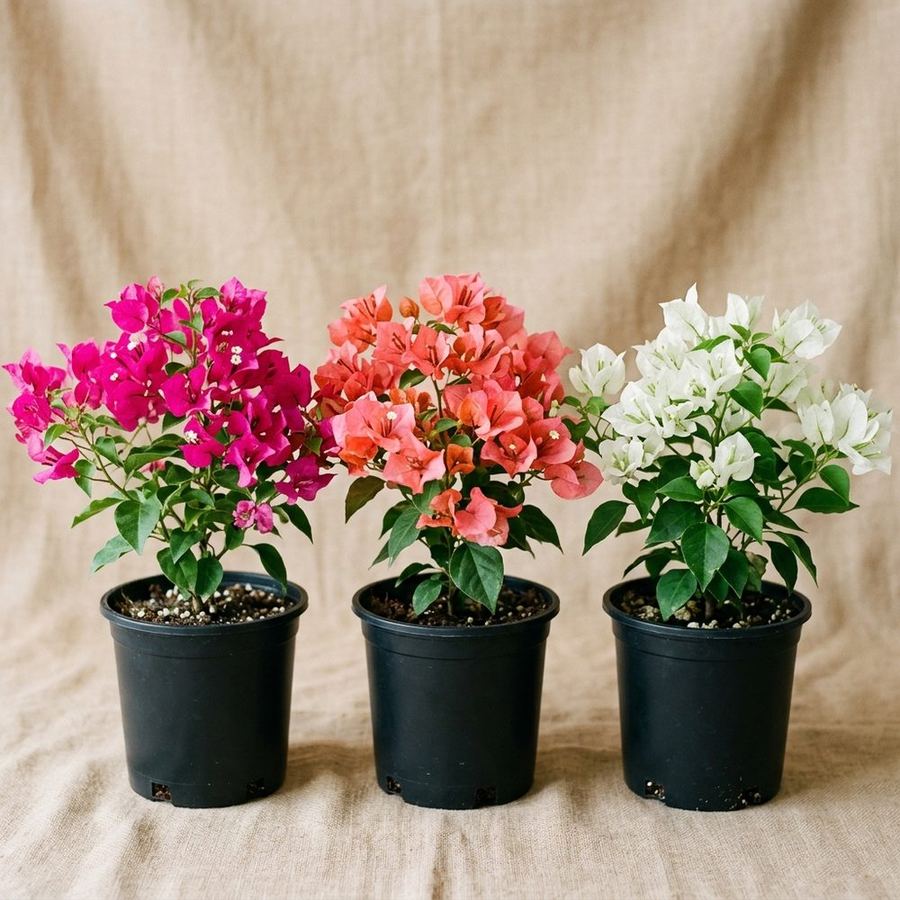 Bougainvillea · Nursery-Hardened Palette