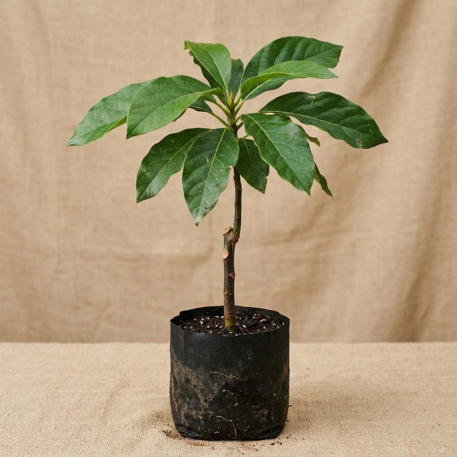 Grafted Avocado · Hass